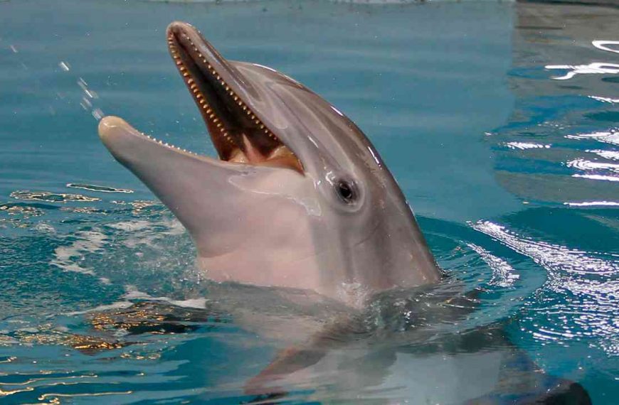 ‘Dolphin Girl’ winter dies at animal attraction in Orlando