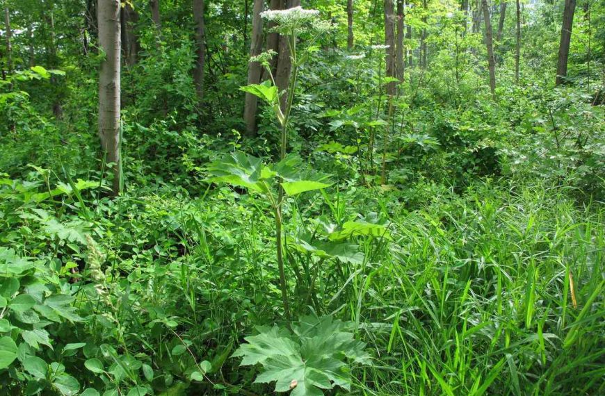 How Local Conservatives are Fighting Back Against Dangerous Cow Parsnip